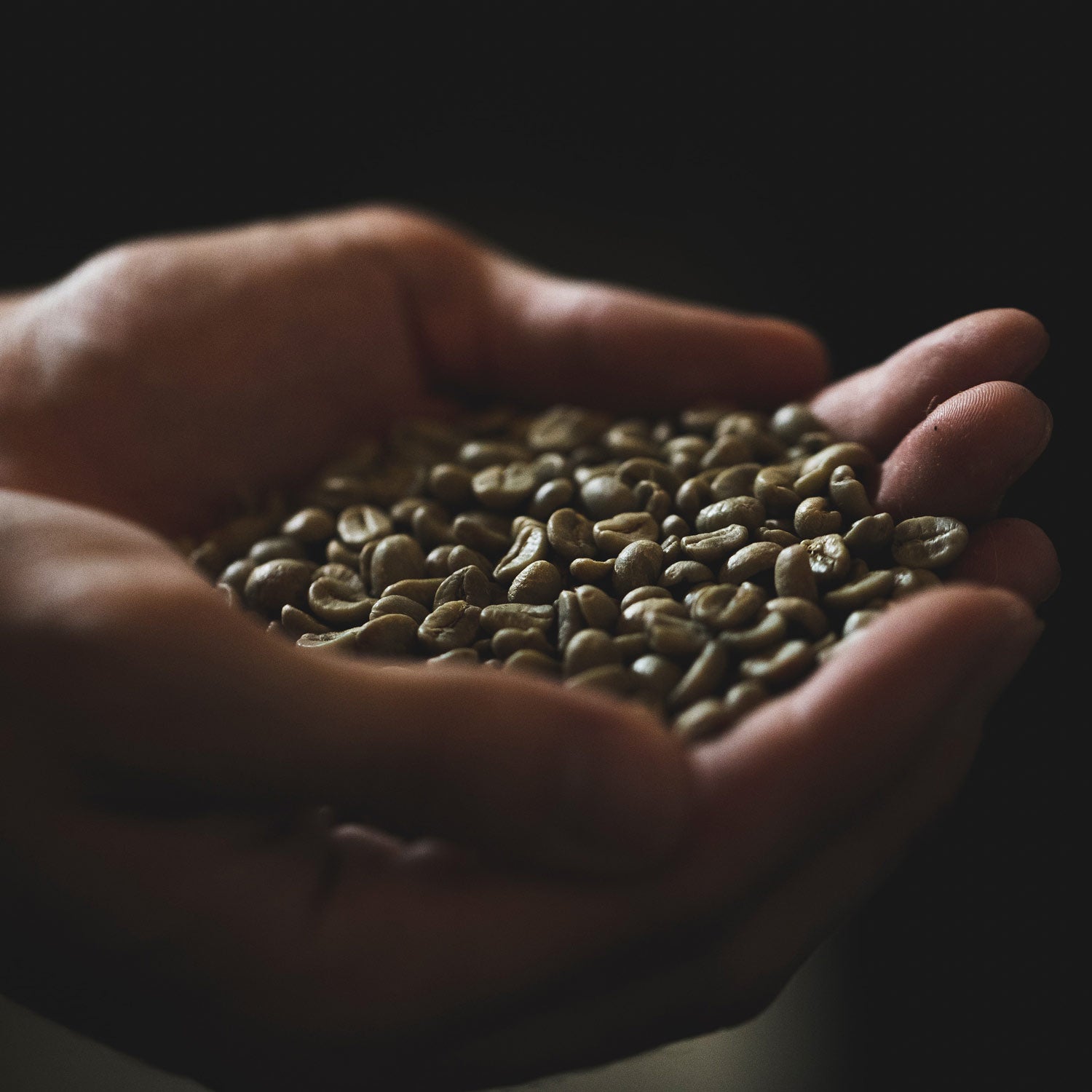 Køb grønne bønner hos Copenhagen Coffee Dealers, hvis du ønsker at riste din egen kaffe. Hos os fåes kun de bedste kaffesorter.