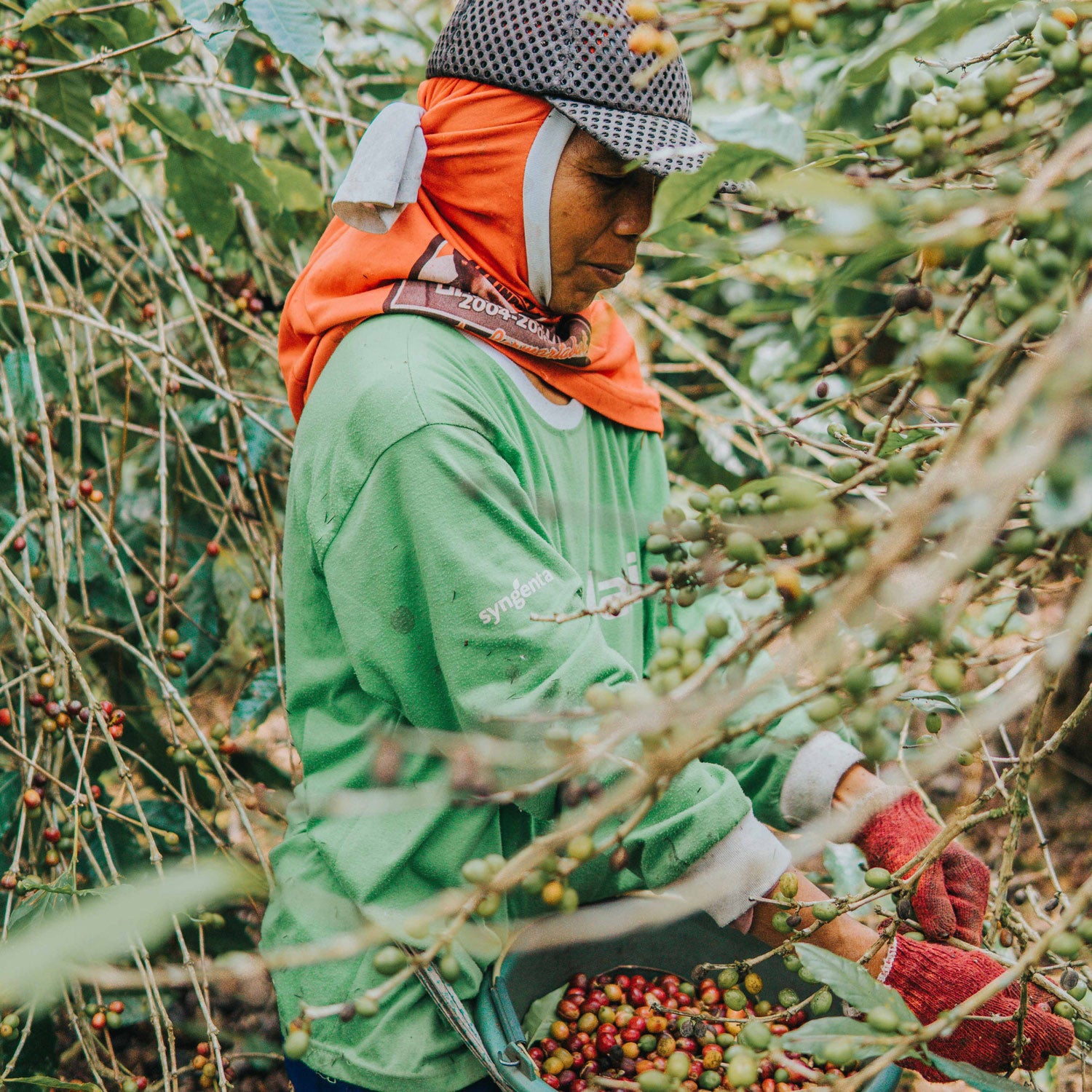 Copenhagen Coffee Dealers tilbyder bæredygtigt dyrkede espresso bønner, der sikrer en uovertruffen kvalitet og smag, mens de støtter miljøvenlig kaffeproduktion