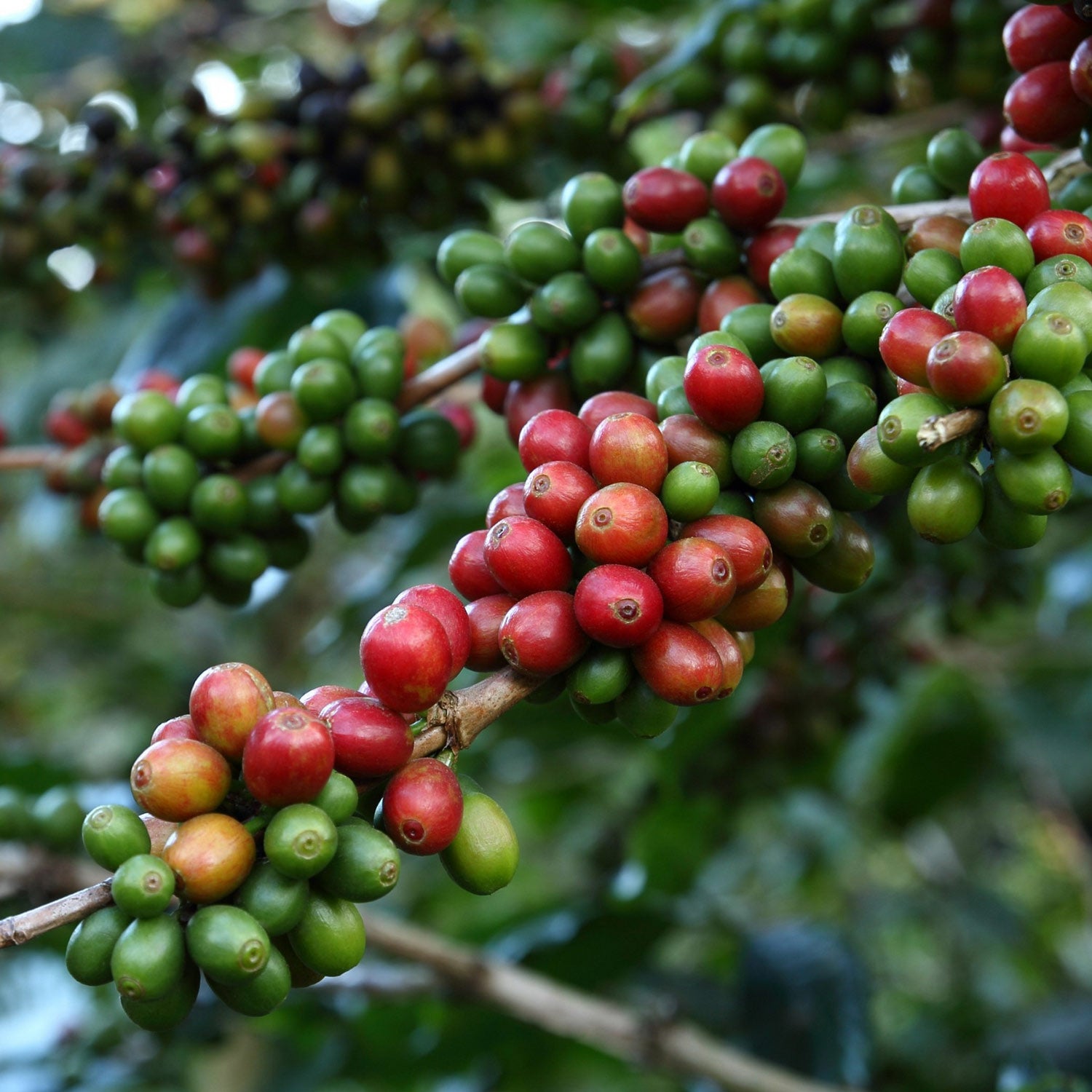 En kaffefarm ved Kilimanjaro i Tanzania, hvor kaffebønnerne dyrkes under ideelle betingelser for at skabe kaffe af høj kvalitet.