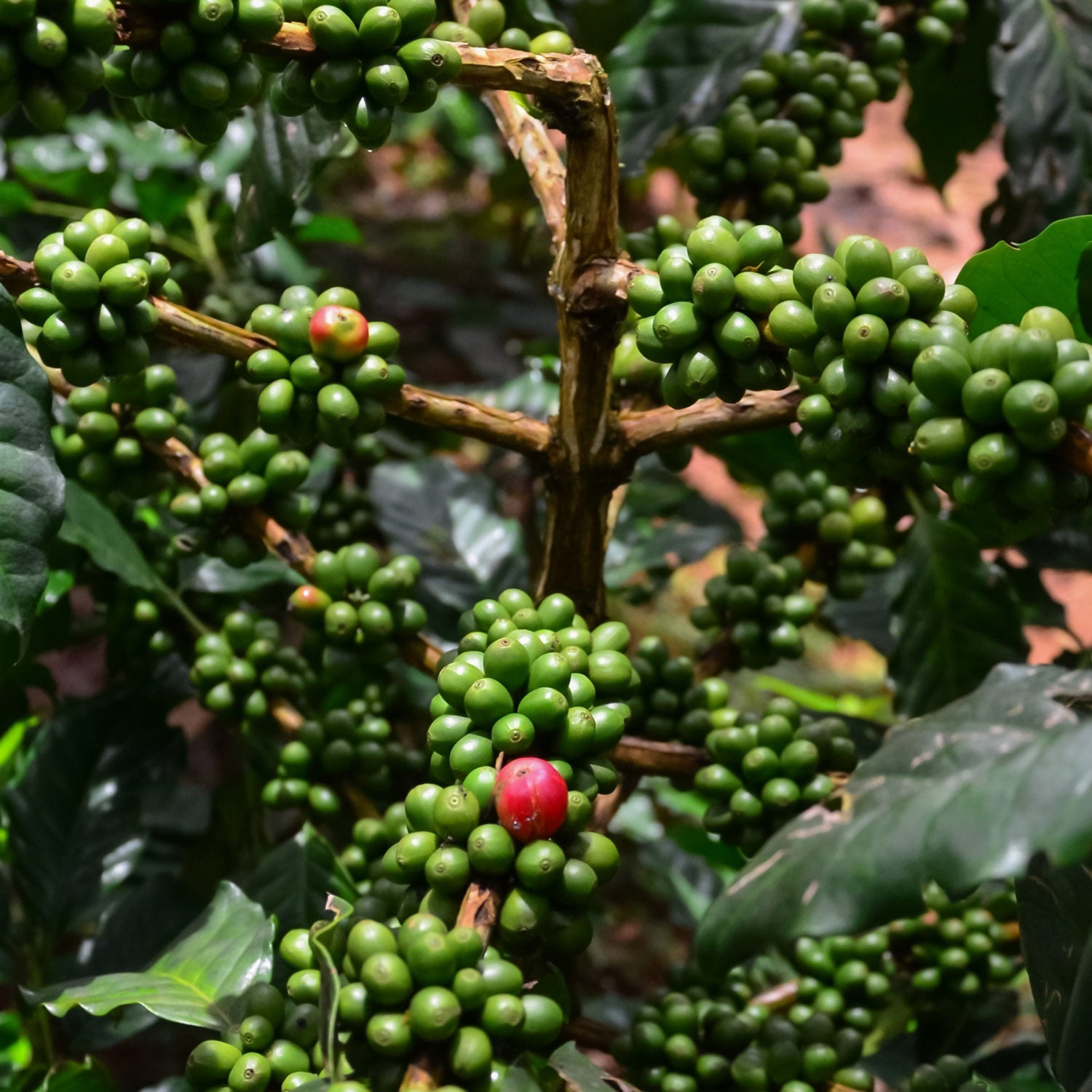 Håndplukket Nicaraguansk kaffe fra Matagalpa-regionen – dyrket i høje højder med en kompleks smagsprofil af sødme og frugtighed.