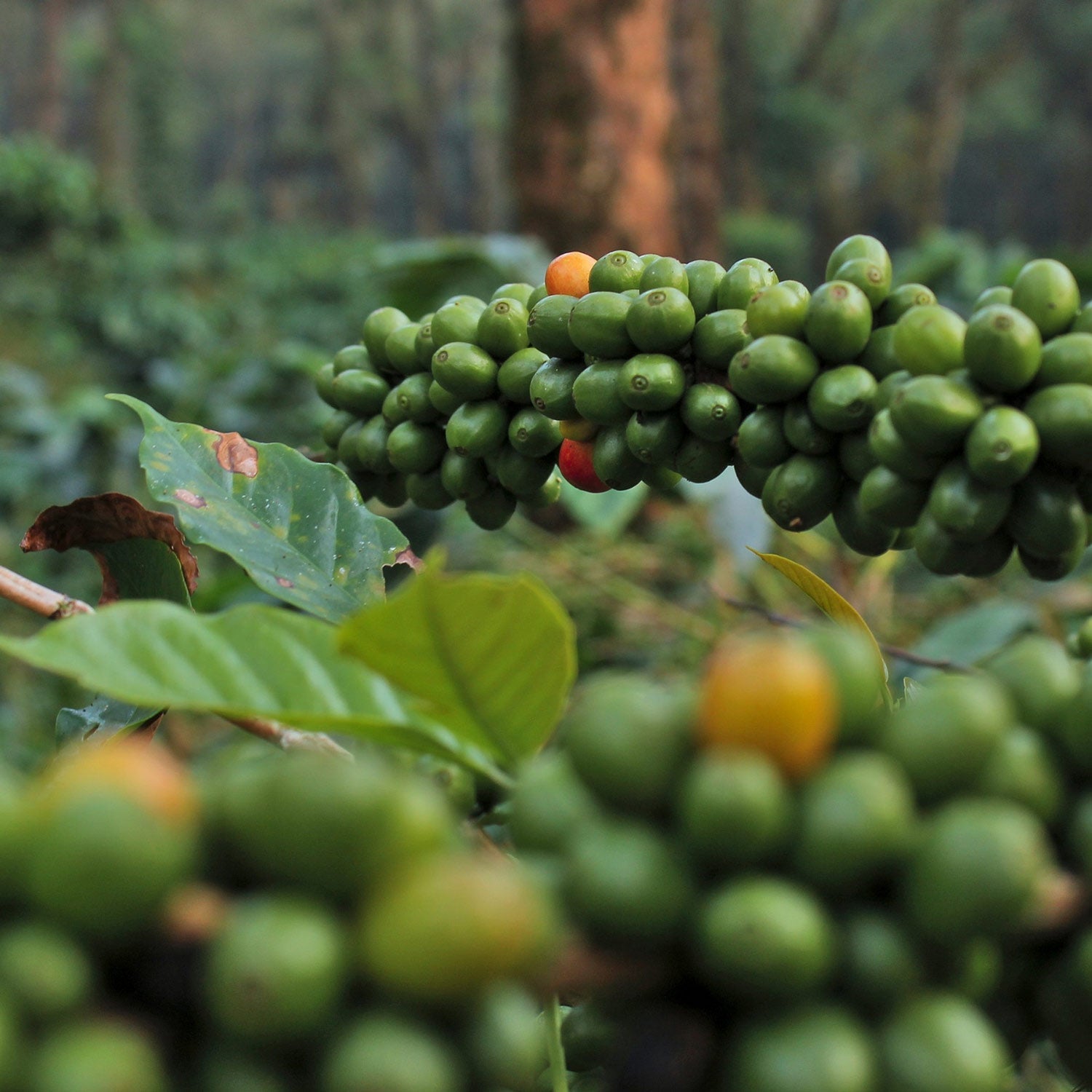 En kop kaffe brygget på colombianske kaffebønner fra Huila-provinsen, omgivet af friskristede kaffebønner.