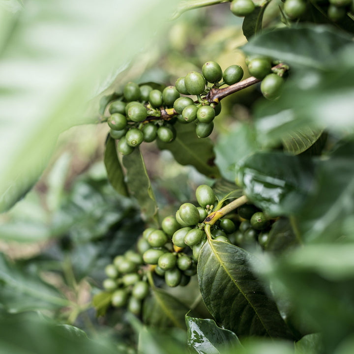 Rwanda kaffe er med florale smagsnuancer. Du kan få Rwanda kaffe hos Copenhagen Coffee Dealers
