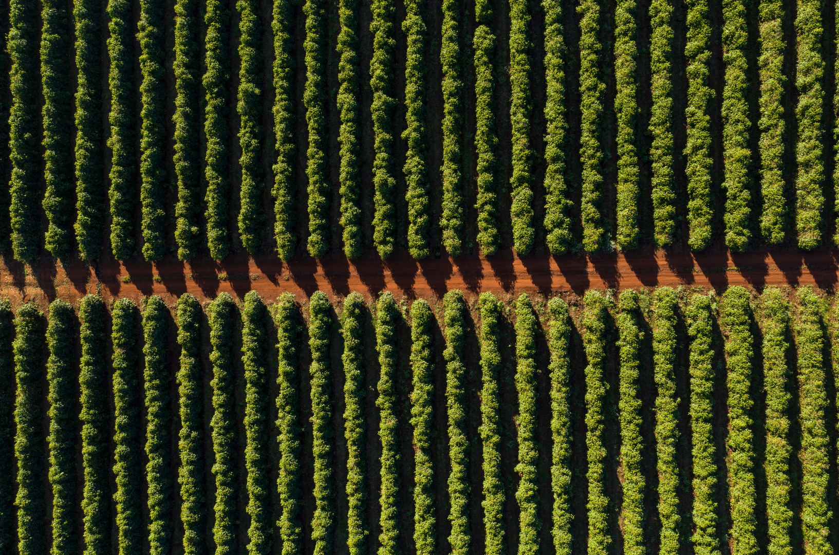 En kop kaffe lavet på premium Arabica-bønner fra Cerrado-regionen i Brasilien, kendt for sine chokolade- og nøddeagtige smagsnoter.