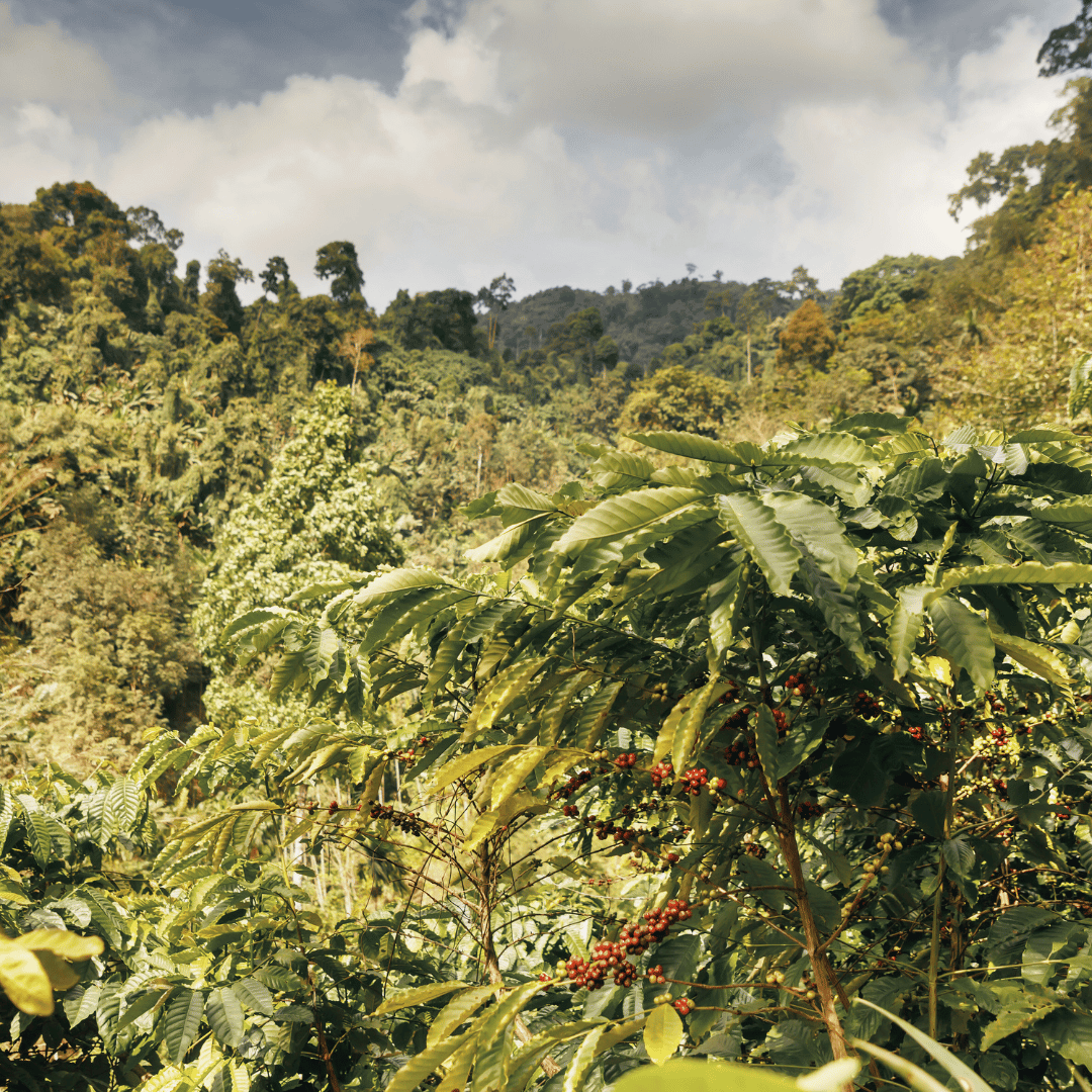 En kaffefarm påvirket af klimaændringer, hvor kaffeplanterne kæmper med skiftende temperaturer og nedbørsmønstre, hvilket truer produktionen og kvaliteten af kaffebønnerne.
