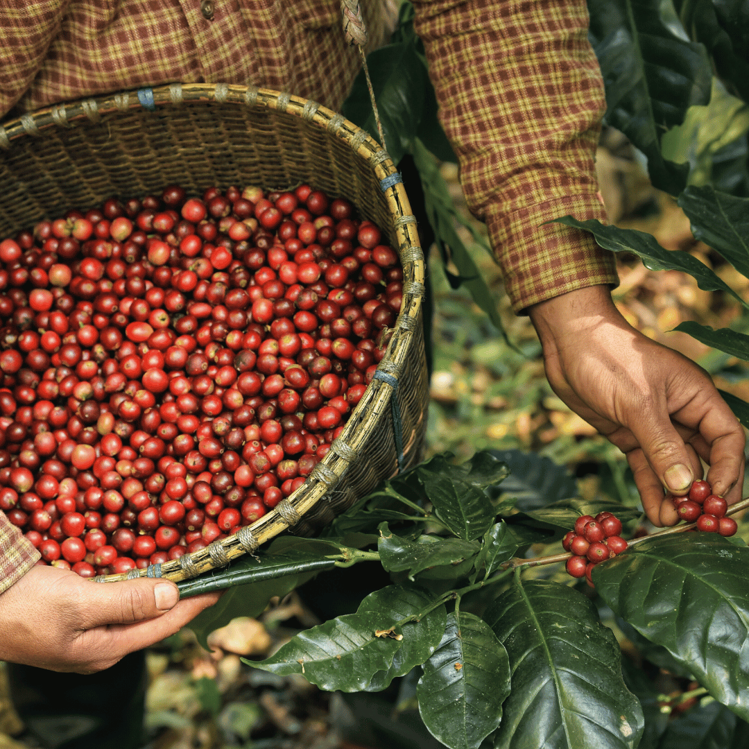 En kop friskbrygget kaffe ved siden af en pose Arabica kaffebønner fra Copenhagen Coffee Dealers, der fremhæver kaffens historie, sundhedsmæssige fordele og bryggemetoder.