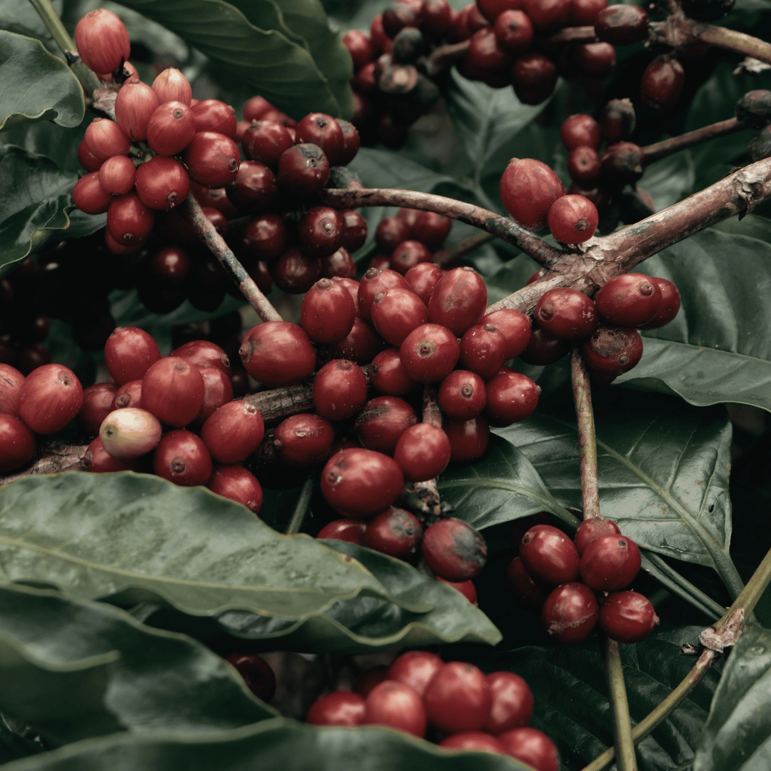 En kop robust Robusta kaffe ved siden af en pose friskristede kaffebønner, der fremhæver forskellene mellem Robusta og Arabica kaffe.