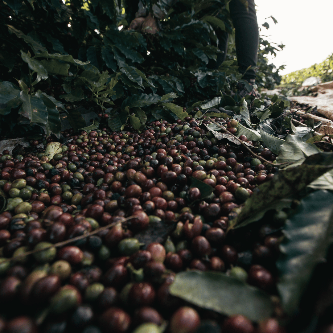 Hvert land er kendt for deres unikke kaffekvaliteter og smagsprofiler, der spænder fra fyldige, chokoladeagtige noter til frugtige og florale aromaer, hvilket gør det svært at afgøre, hvilket land der laver den bedste kaffe.