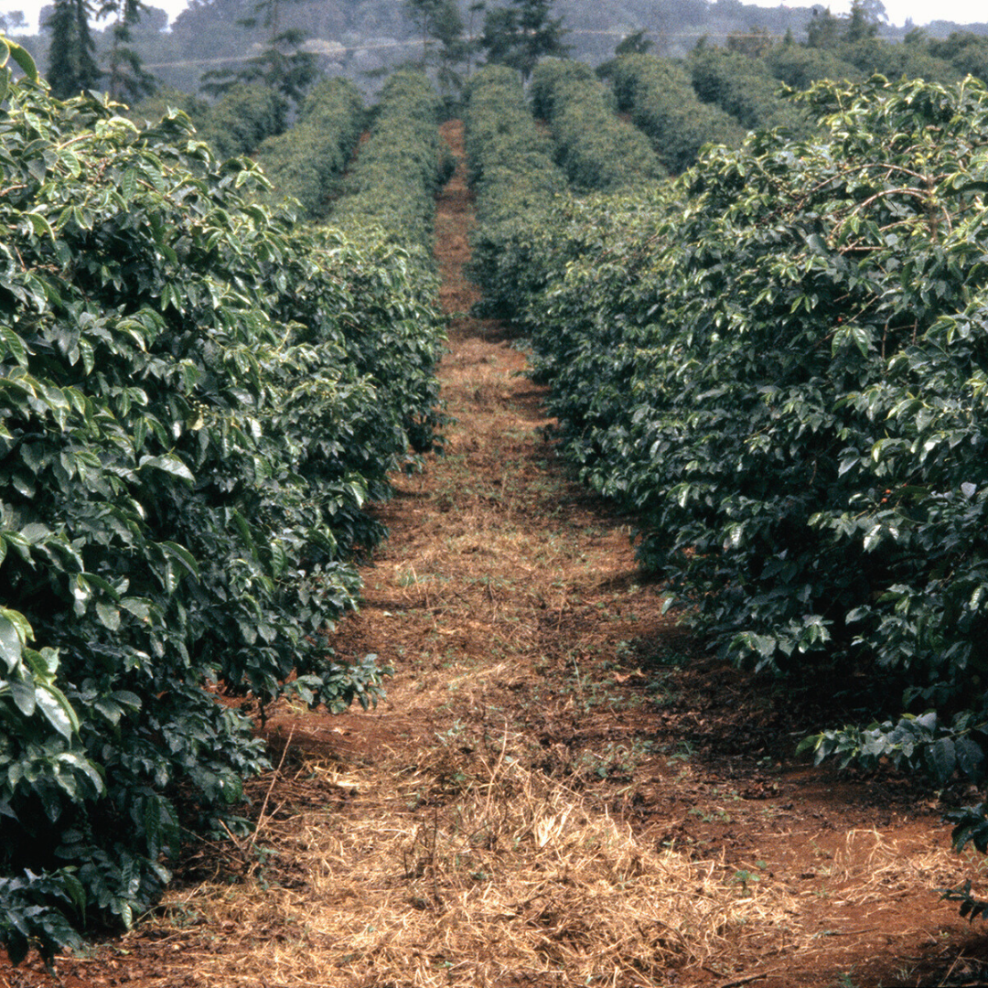 Kenya AA-Plus kaffe er en kaffeoplevelse ud over det sædvanlige – en kombination af historie, terroir og ekspertise. Oplev den rige smagsoplevelse i hver eneste kop.