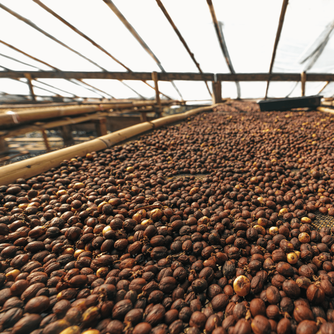 Natural kaffe tørres med frugtkødet intakt, hvilket giver komplekse og frugtige smagsnuancer i kaffebønnerne.