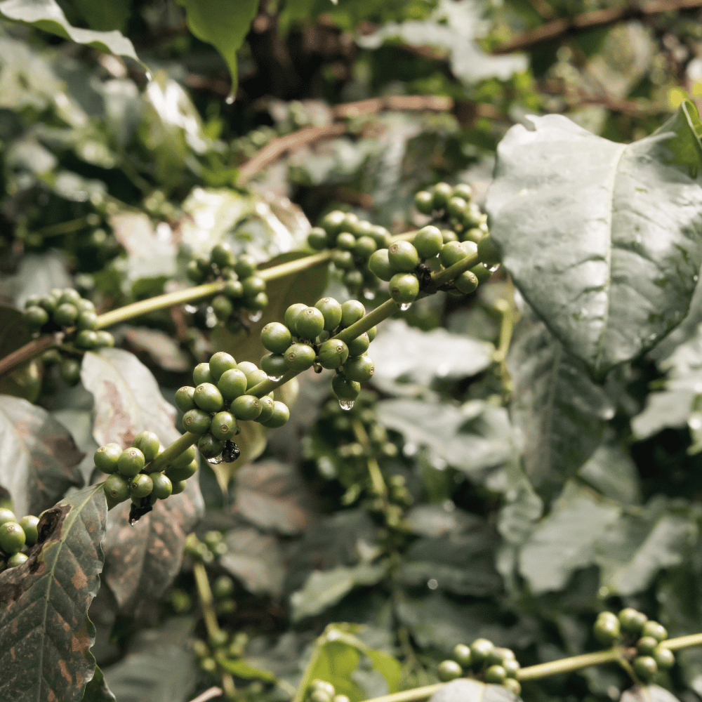 Oplev den bæredygtige espresso smagspakke fra Copenhagen Coffee Dealers, en kurateret samling af premium espresso bønner, der lover dybde og diversitet i hver kop, med respekt for miljøet