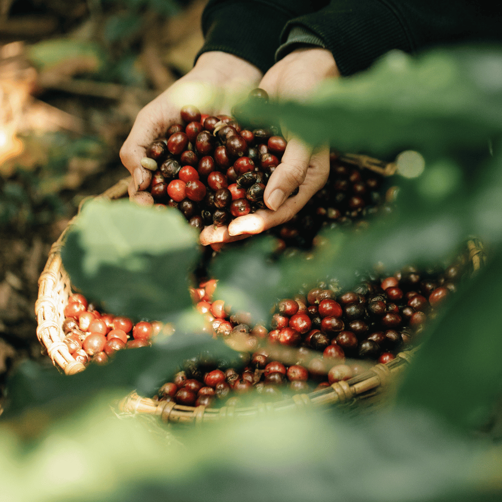 Dyk ned i Copenhagen Coffee Dealers' bæredygtige stempelkaffe smagspakke, en omhyggeligt sammensat kollektion, der fremhæver den rige diversitet og dybde af smage, produceret med respekt for naturen